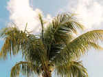 ​Coconut boosts immunity, supports heart, skin, weight, digestion and brain​