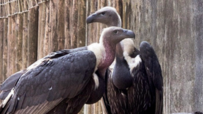 50 of 650 vultures bred over 20 yrs to be released in wild