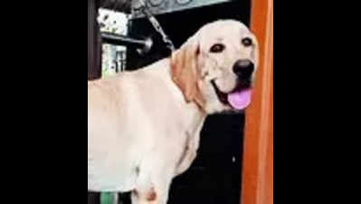 Rural police lay sniffer dog to rest with 21-gun salute