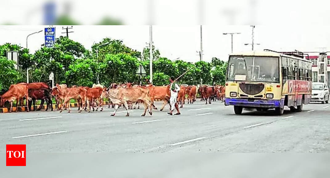 Driver Objects To Cows On Road, Beaten | Vadodara News - Times of India