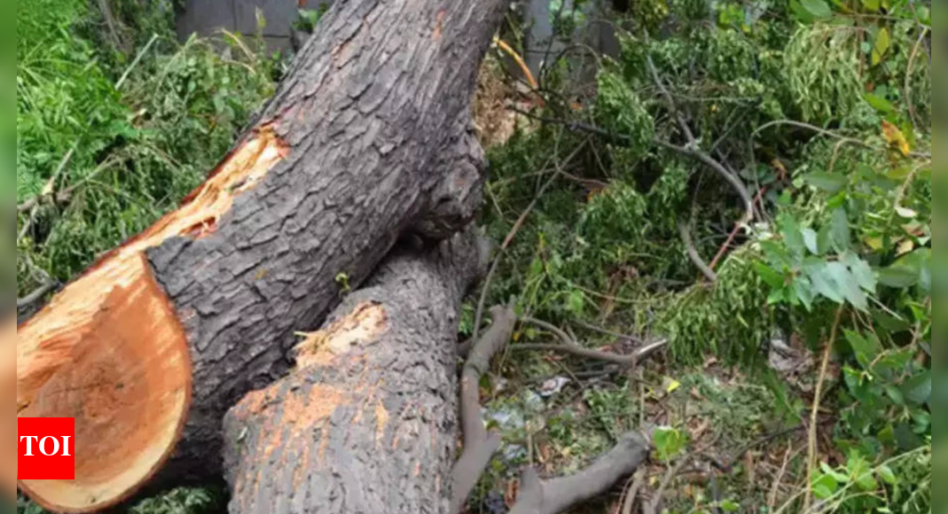 Univs to be roped in for study on felling of trees for projects | Delhi ...