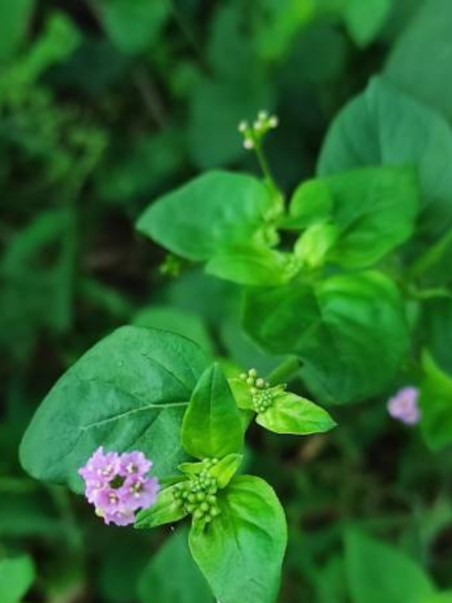 7 Ayurvedic Home Remedies For Weight Loss Times Now