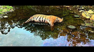 Cattle owner held for death of two tigers