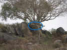 Optical Illusion: You have excellent vision if you can spot the camouflaged leopard in 30 seconds