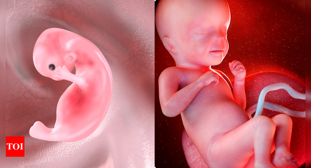 embryo-definition-of-an-embryo-needs-to-change-assert-scientists