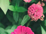 Zinnia 