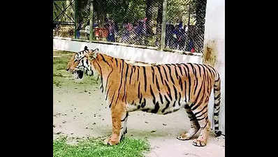 Tigress Trisha which gave birth to 14 cubs no more