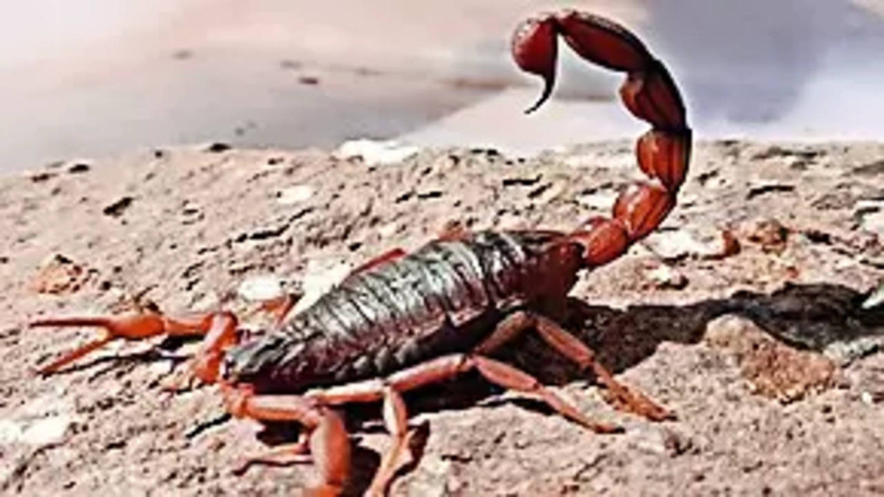Research Explores the Benefits of Scorpions and Venom