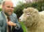 Remembering Ian Wilmut:  What went into making Dolly the sheep?