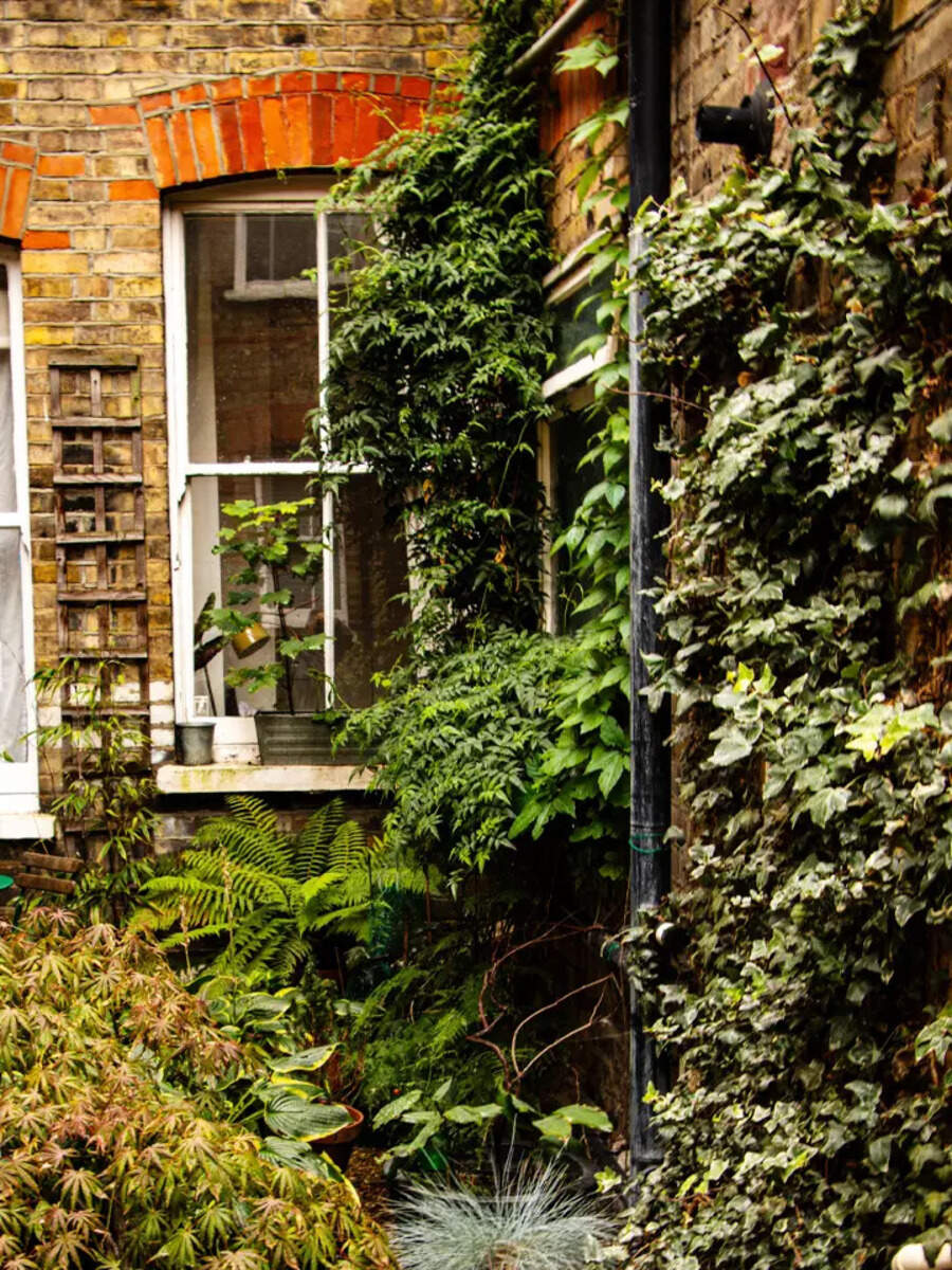 Best Climber Plants To Beautify Your Home Garden And Balconies