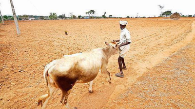 195 of 236 taluks in Karnataka to be declared drought-hit, await Central relief