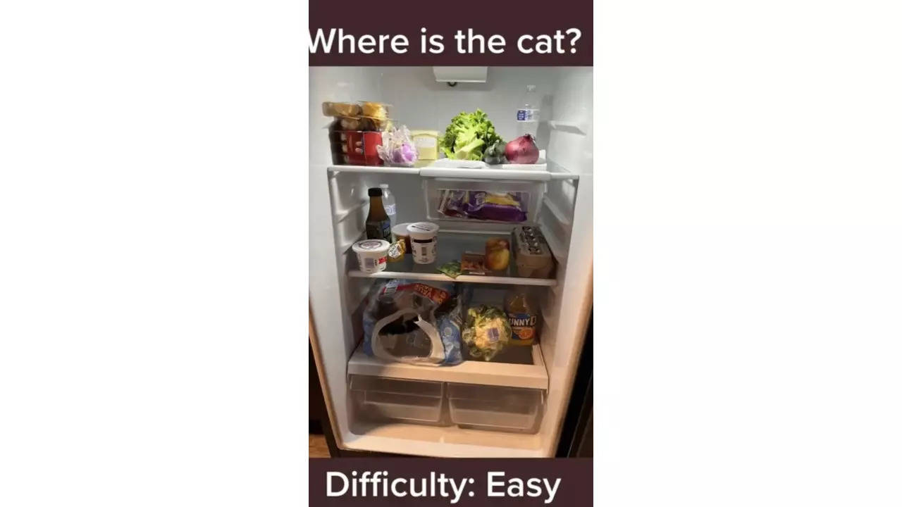 Cat food in top the fridge