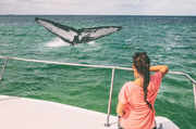 What whale watching is all about in North America
