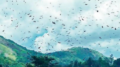 Nipah virus in Kerala: In this Idukki village, trees bear no fruit, only bats