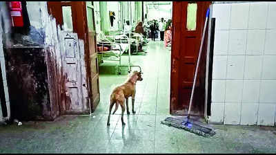 Jamnagar GG Hospital is also shelter for stray animals