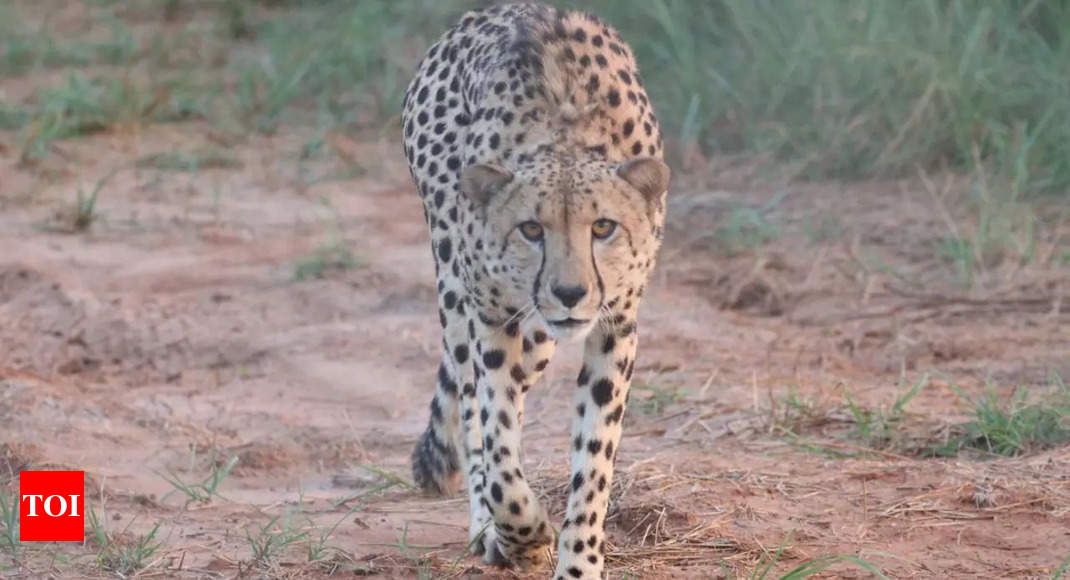 Cheetah reintroduction project set for success despite challenges