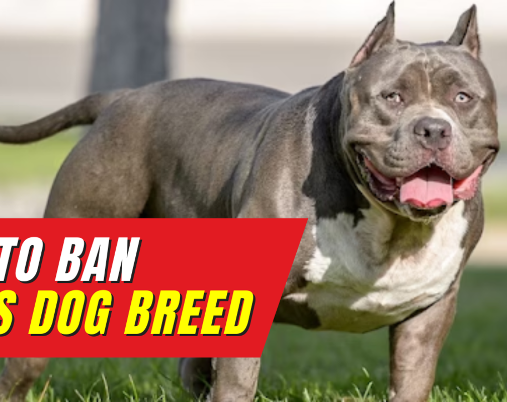 
Here is why PM Rishi Sunak is banning American XL bully dog breed in UK
