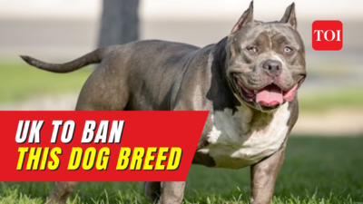 Here is why PM Rishi Sunak is banning American XL bully dog breed in UK