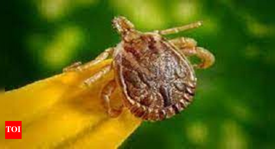 Scrub Typhus 46 Scrub Typhus cases in Kumaon since Aug Dehradun News
