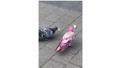 Pink pigeons surprise locals in the UK, netizens shocked