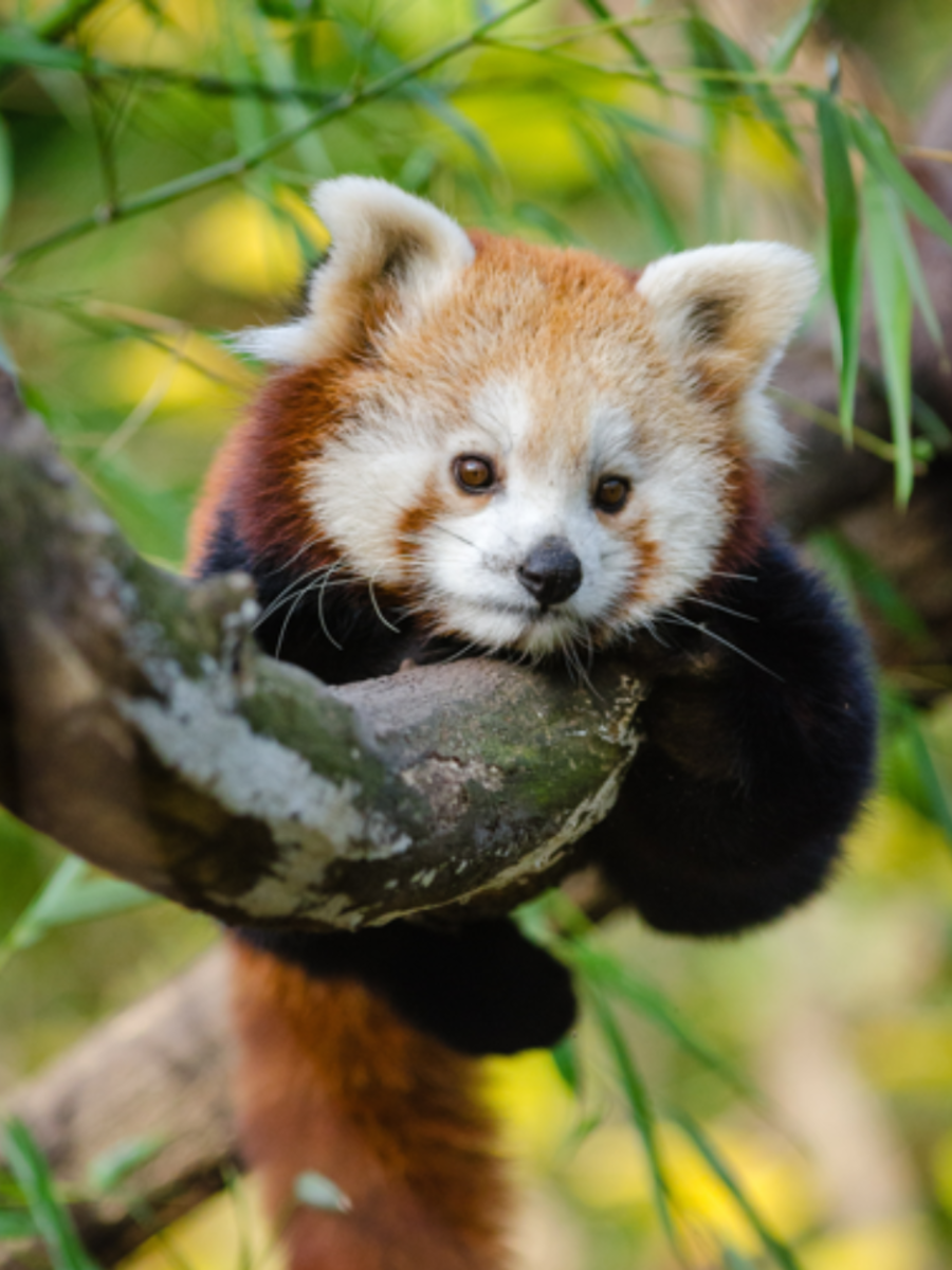 9 Extremely CuteLooking Animals That Can Kill You Times Now