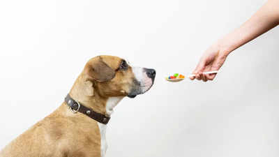 Calcium for dogs: Best supplements to buy online