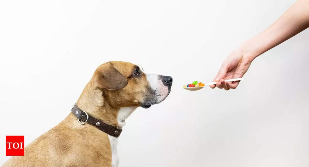 Calcium for dogs Best supplements to buy online Times of India