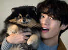 BTS-Mitglied V löscht seinen Hund Yeontan, weil er der erste K-Pup-Künstler ist