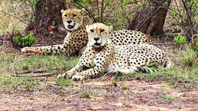 Cheetahs Vayu & Agni in their elements once again