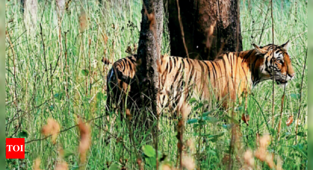 AI-based Camera System Detects Tigers On Prowl, Sends Alerts In 30 ...