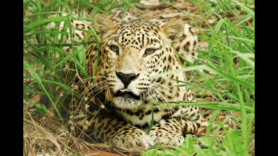 In Bengaluru, feline virus kills 7 leopard cubs in 10 days at Bannerghatta zoo