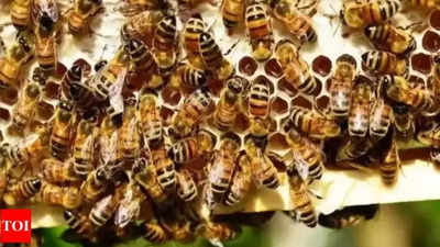 2 brothers, aged 4 & 6, killed in bee attack in Gonda