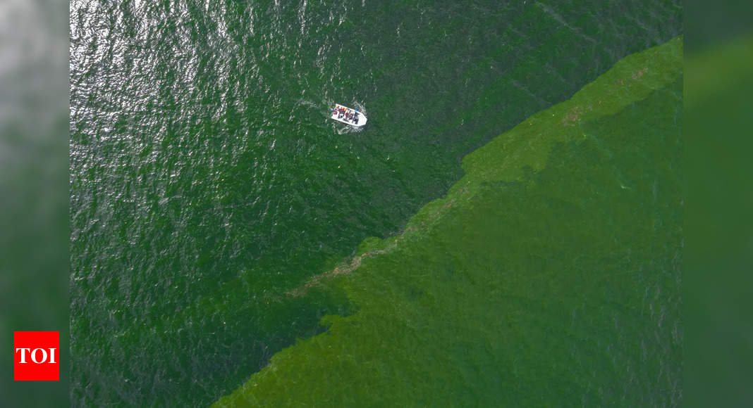 Plankton: Extreme plankton bloom creates marine ‘dead zone’ off eastern Thailand