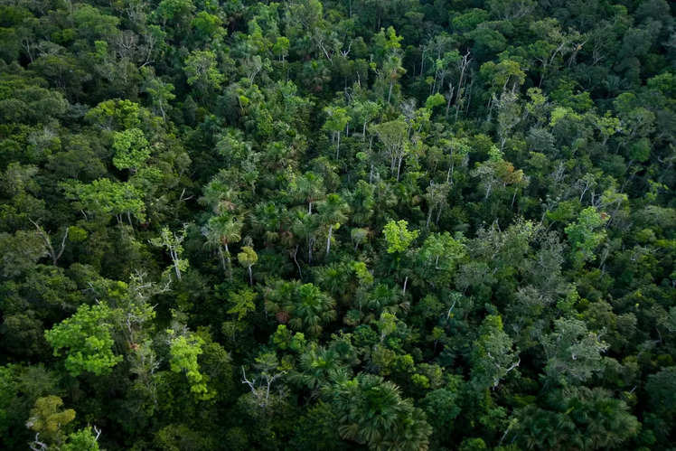 Amazon Rainforest: What's hidden beneath the canopy of the Amazon ...