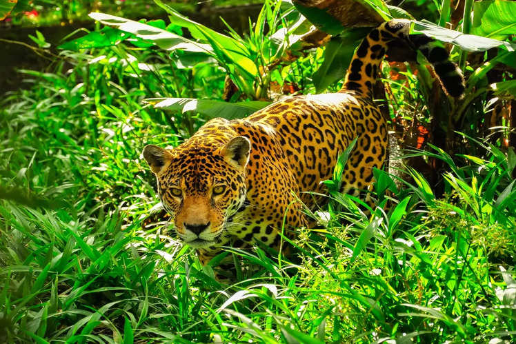 Amazon Rainforest: What's hidden beneath the canopy of the Amazon ...