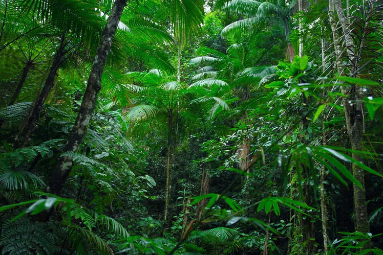 Amazon Rainforest: What's hidden beneath the canopy of the Amazon ...