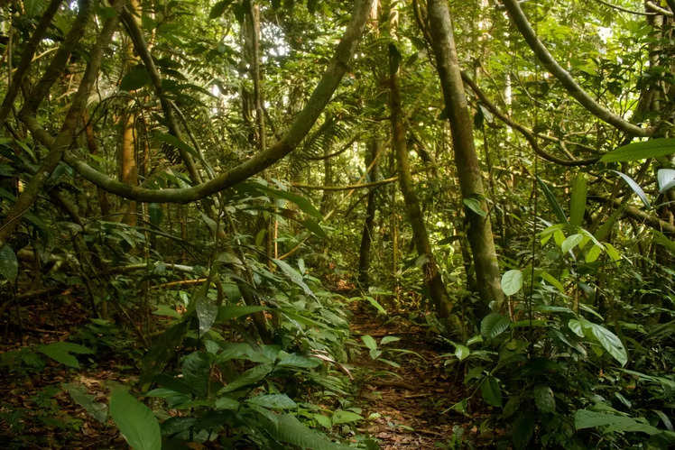 Amazon Rainforest: What's Hidden Beneath The Canopy Of The Amazon 