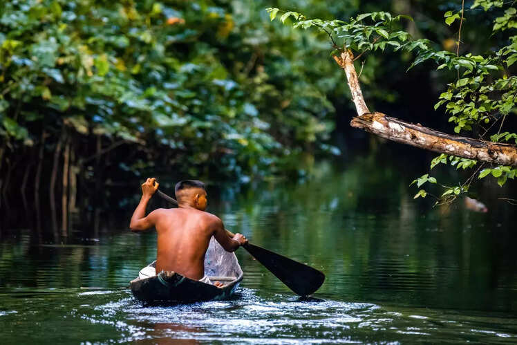 Amazon Rainforest What s Hidden Beneath The Canopy Of The Amazon 