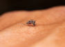 Dengue cases surge in Delhi: Prevention tips