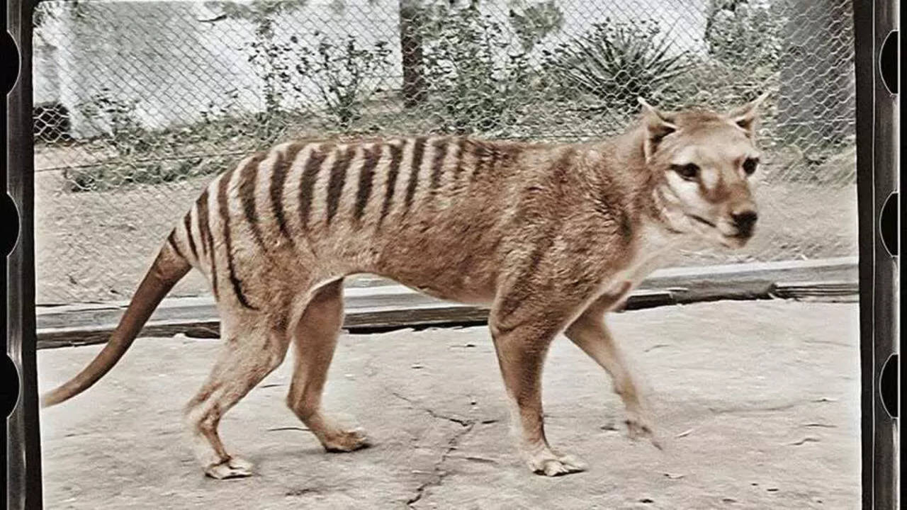Tasmanian tiger could be de-extinct through major scientific
