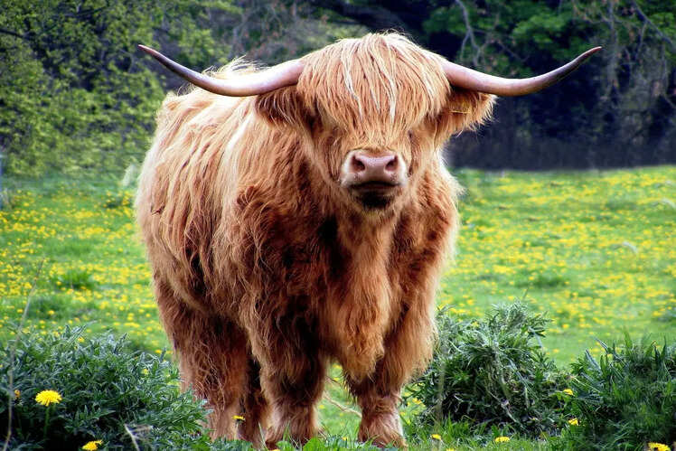 The Scottish Highlands