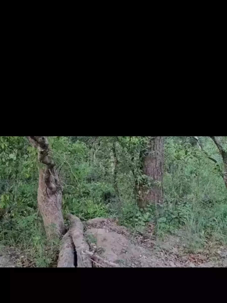 Optical Illusion Challenge Can You Spot The Tiger In The Bushes In 5 Seconds Times Now 