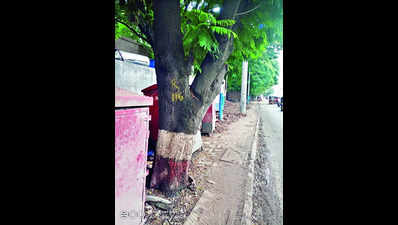 Citizens object to PMC’s plan to fell 105 trees to widen Ganeshkhind Rd stretch