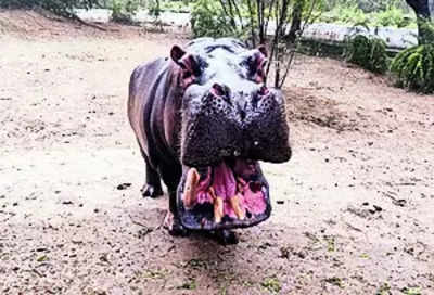 Zoo: City Zoo Set To Welcome Female Hippo | - Times of India