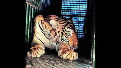 2 weeks after boy's death, tiger caught; samples sent for tests