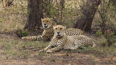 India's reintroduction project on course despite challenges, says Cheetah Conservation Fund