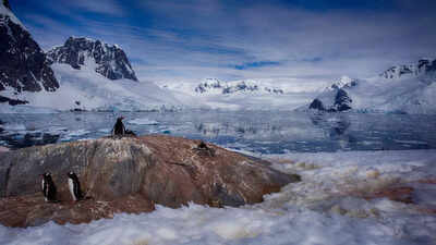 Why plant growth pattern in Antarctica is causing concern among scientists