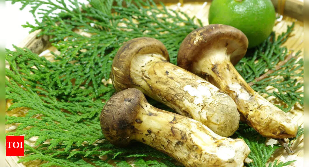 What are Matsutake mushrooms, why they are so dearly priced and their