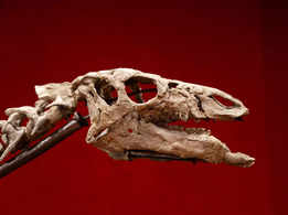 Rare Camptosaurus dinosaur skeleton "Barry" to be auctioned in Paris