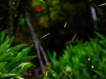 Firefly Plant